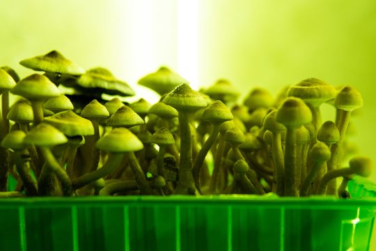 psychedelic mushrooms psyxotropa manitaria